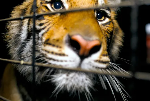 Тигр в клетке Тигр в клетке