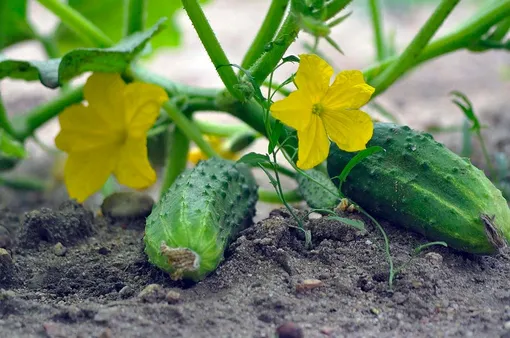 3 народных подкормки для улучшения урожайности огурцов 3 народных подкормки для улучшения урожайности огурцов