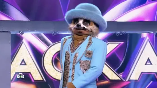 Сурикат Сурикат