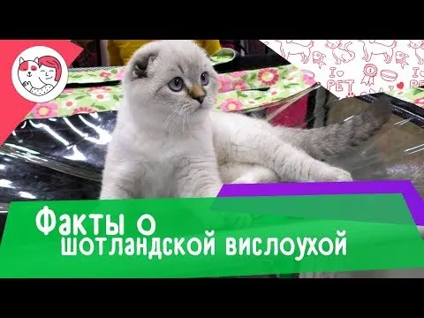 Нажми и смотри