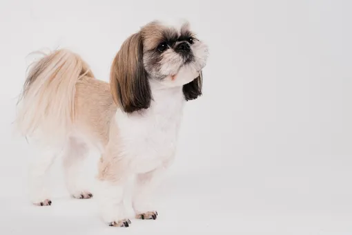 Кокапу, мультипу и помчи: как выглядят 9 дизайнерских пород собак, от которых все в восторге