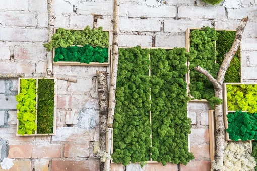 Картины из мха фото Картины из мха фото