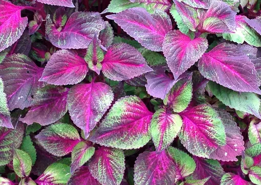 перилла перилла