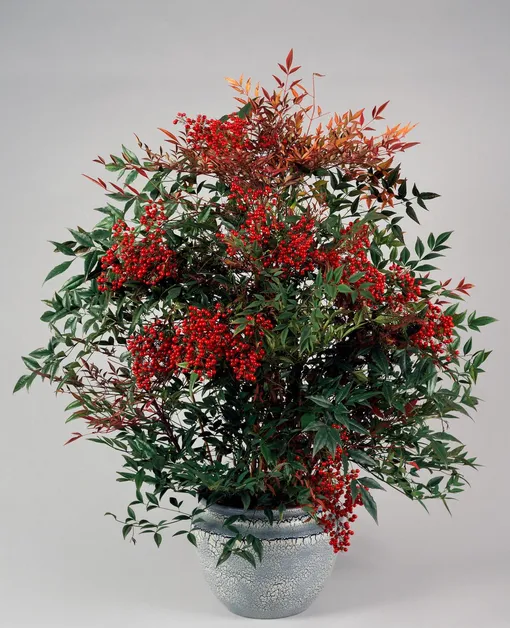 Куст нандины с красными ягодами в горшке Куст нандины с красными ягодами в горшке