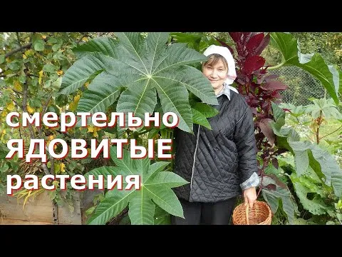 Нажми и смотри