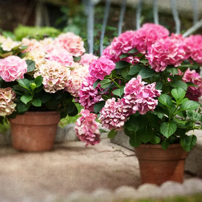 Ставьте в метре от окна: 5 золотых правил ухода за домашними гортензиями в горшке