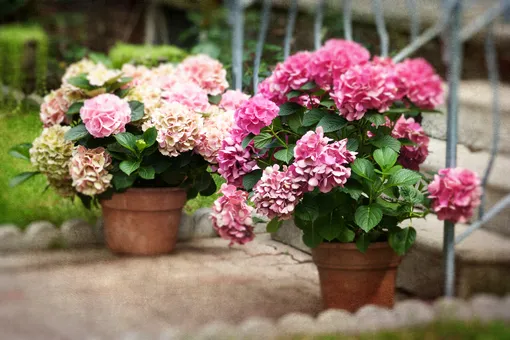 Ставьте в метре от окна: 5 золотых правил ухода за домашними гортензиями в горшке Ставьте в метре от окна: 5 золотых правил ухода за домашними гортензиями в горшке