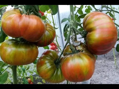 Нажми и смотри Нажми и смотри