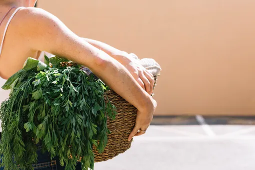 Одна ошибка при сборе трав портит весь вкус: совет от профессионалов Одна ошибка при сборе трав портит весь вкус: совет от профессионалов