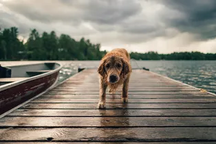 Её зовут Чудо: собака четыре дня провела на льдине, прежде чем её спасли