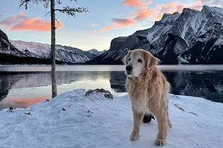 Старость в радость: хозяин сделал пожилой собаке особую коляску для путешествий