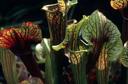 Одной из наиболее частых ошибок при уходе за сарраценией является полив растения водопроводной водой Саррацения