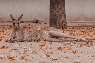 «Срамота»: возмущённый мужчина пожаловался в полицию на кенгуру «Срамота»: возмущённый мужчина пожаловался в полицию на кенгуру