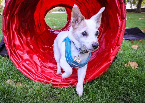 Как меняется поведение собак с возрастом