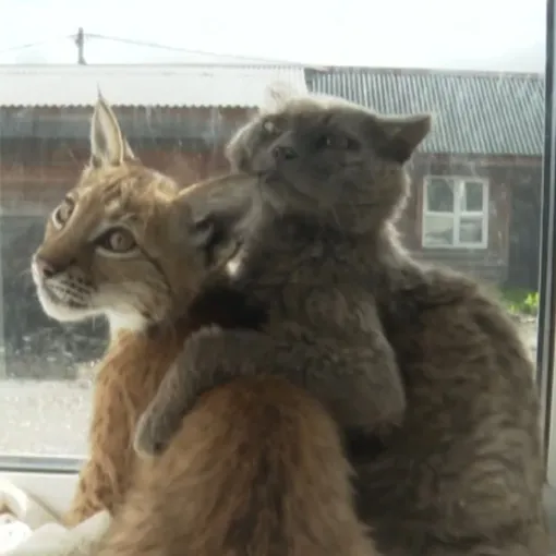 Кира дружит с местным котом Кира дружит с местным котом