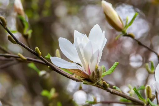 магнолия кобус