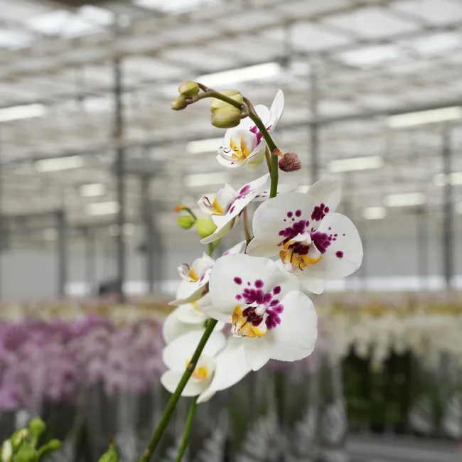 Как добиться цветения орхидеи фаленопсис? 6 подсказок по уходу от эксперта