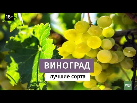 Нажми и смотри