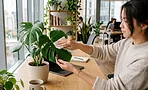 Цветы в офисе без ухода: как выбрать неприхотливые растения