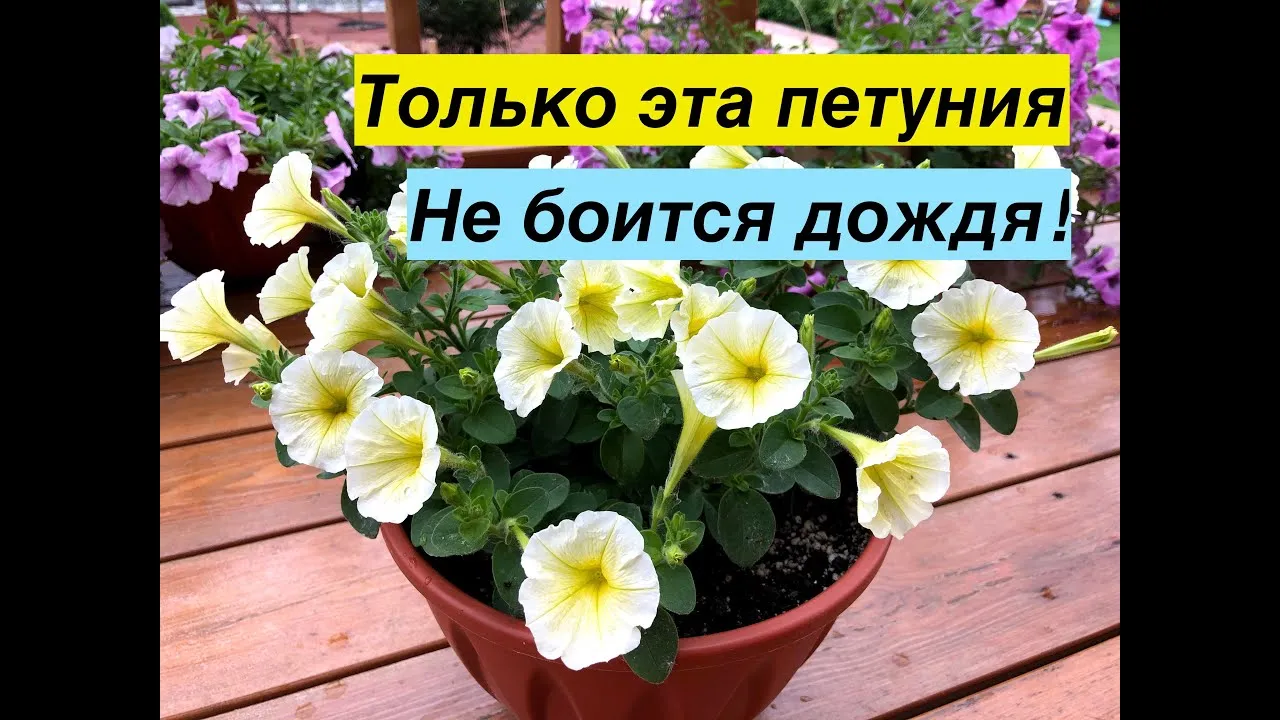 Нажми и смотри