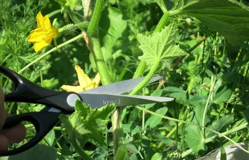 Формовка куста Формовка куста