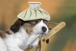 Как собаке померить температуру