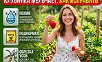 Клубника в июне 2026: почему ягоды мельчают в разгар сезона и как исправить до конца лета