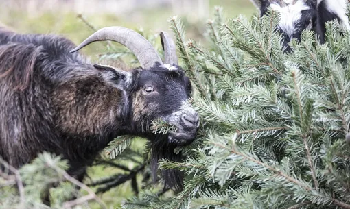 Когда начнут продавать живые ёлки в Москве и куда их девать после Нового года? Когда начнут продавать живые ёлки в Москве и куда их девать после Нового года?