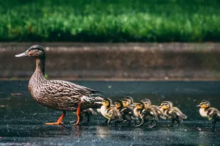 Три женщины парализовали движение – все ради утят