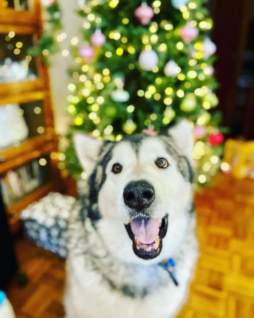 найден маламут