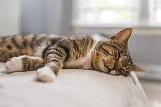 Ты куда бежишь? Почему кошки дёргаются во сне