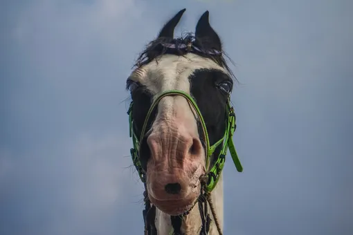 Вырвалась на свободу: В США лошадь сбросила седока и сбежала со скачек