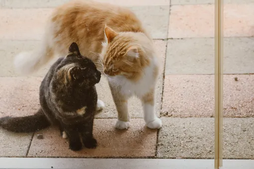 Этическая дилемма, которую предложил решить ветеринар, взорвала Интернет. А как поступите вы? Этическая дилемма, которую предложил решить ветеринар, взорвала Интернет. А как поступите вы?