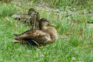 Мама-утка атаковала прохожего, спасшего её птенцов. Видео собрало 3 млн просмотров Мама-утка атаковала прохожего, спасшего её птенцов. Видео собрало 3 млн просмотров