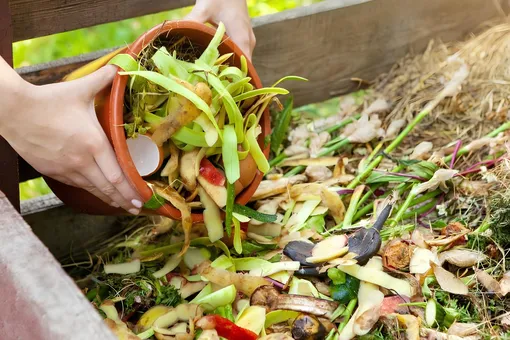 Нарежьте фрукты и съешьте их, а кожуру отдайте на съедение растениям Нарежьте фрукты и съешьте их, а кожуру отдайте на съедение растениям