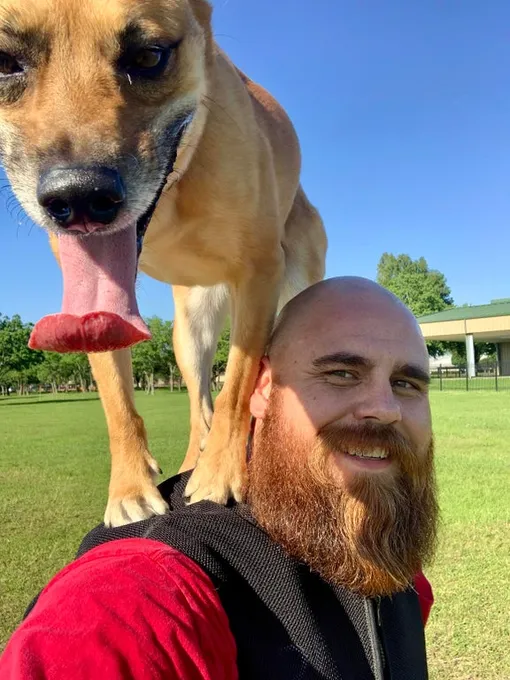 пиратская собака пиратская собака