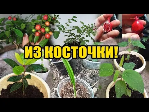 Нажми и смотри Нажми и смотри