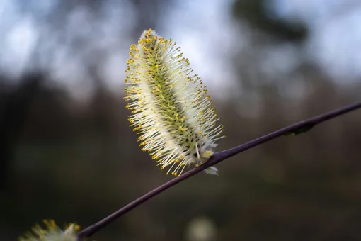 В Москве будет майская погода, в Санкт-Петербурге снег, а в ЦФО — сильный ветер В Москве будет майская погода, в Санкт-Петербурге снег, а в ЦФО — сильный ветер