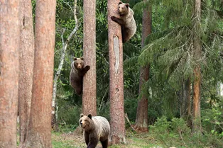 Невидимые черви: эксперты объяснили, как не заразиться паразитами, выбирая шашлык из дичи