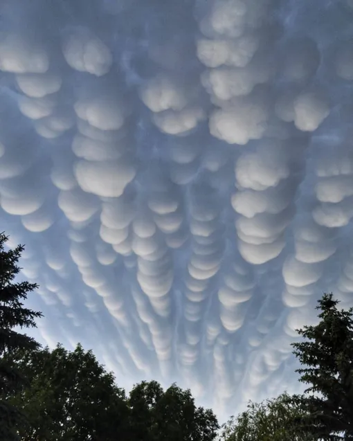 Мамматусы над Москвой