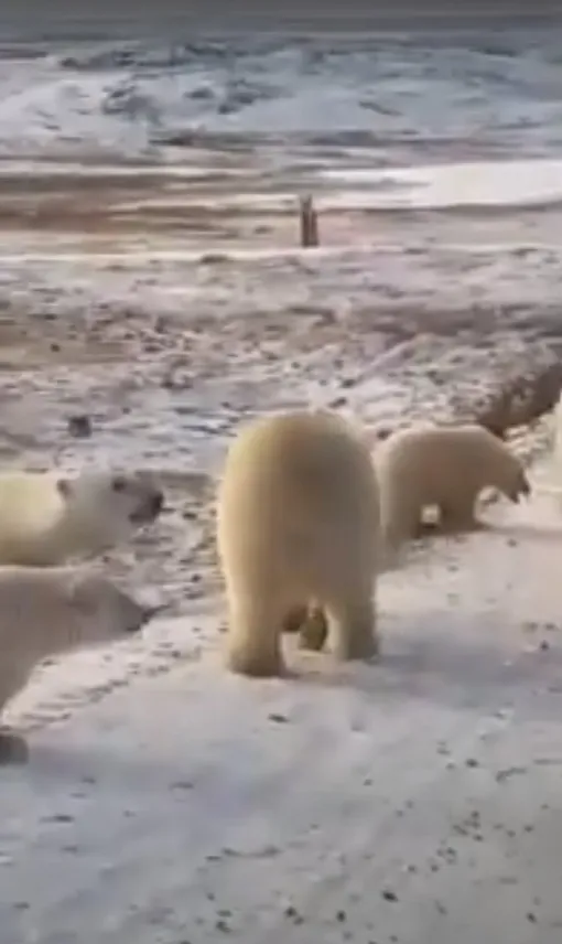 полярные медведи полярные медведи