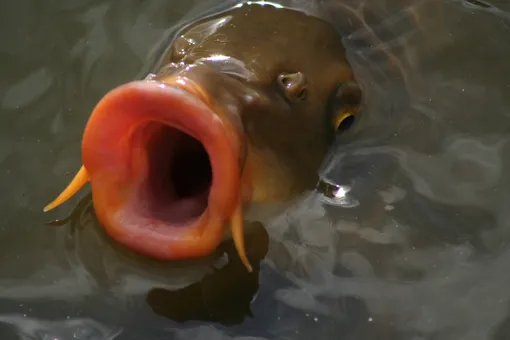 Жительница Кузбасса развела карпов в затопленном подвале дома Жительница Кузбасса развела карпов в затопленном подвале дома