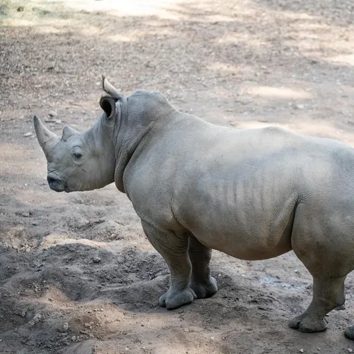 Питомцы Литовского зоопарка