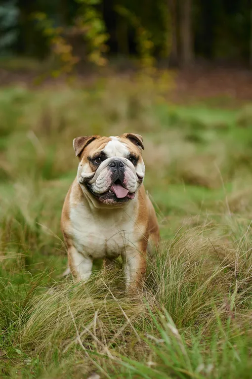 Английский бульдог Английский бульдог