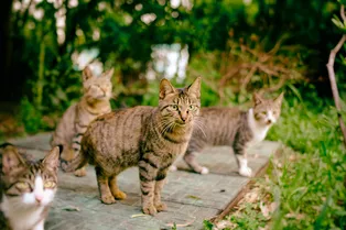 Коты привели полицию к новорождённой, которую мать бросила в канаву