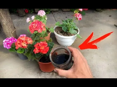 Нажми и смотри Нажми и смотри
