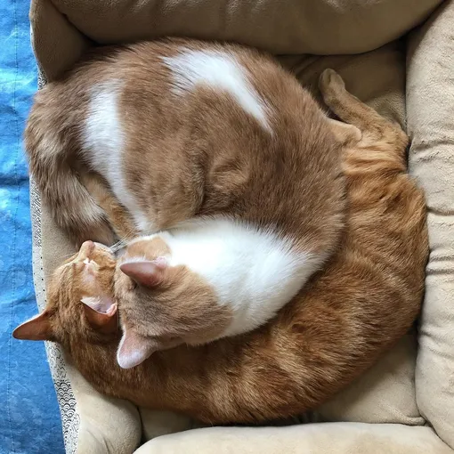 @ceepdx Два кота лежат, свернувшись калачиком