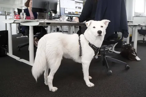 Собаки в офисе: лучшее решение или прихоть? Собаки в офисе: лучшее решение или прихоть?