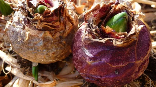 Почему луковицы цветов могут сгнить Почему луковицы цветов могут сгнить