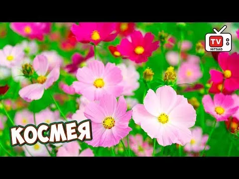 Нажми и смотри Нажми и смотри